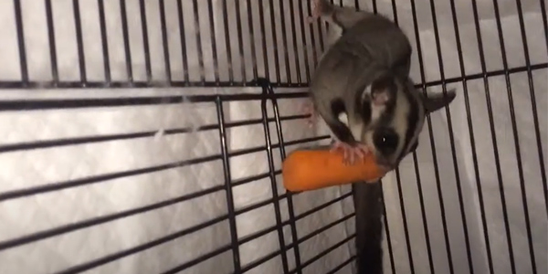 Can Sugar Gliders Eat Carrots