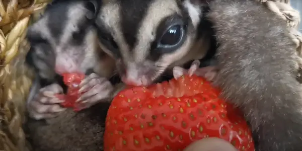Can Sugar Gliders Eat Strawberries