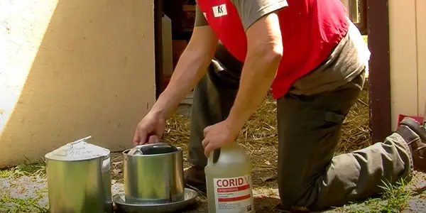 Can You Overdose Your Chickens with Corid