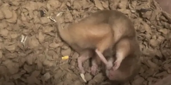 Can Your Hamster Get a Heart Attack
