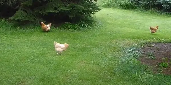 Do Chickens Get Ticks