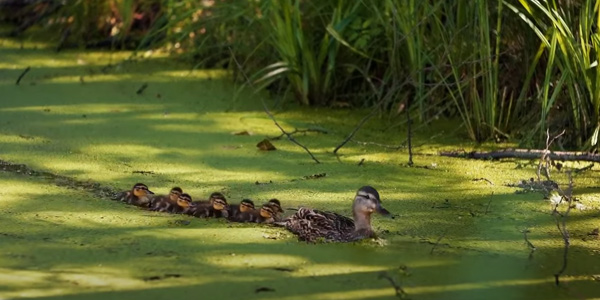 Do Ducks Communicate Through Quacking