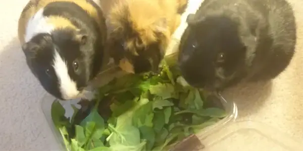 Do Guinea Pigs like Spring Mix