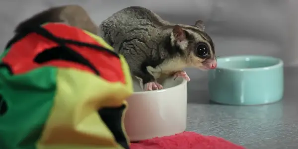 Do Sugar Gliders Make for Good House Pets