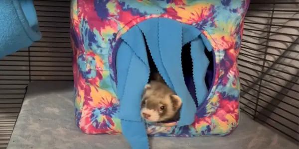 Ferret Hammock in The Shape of Cube
