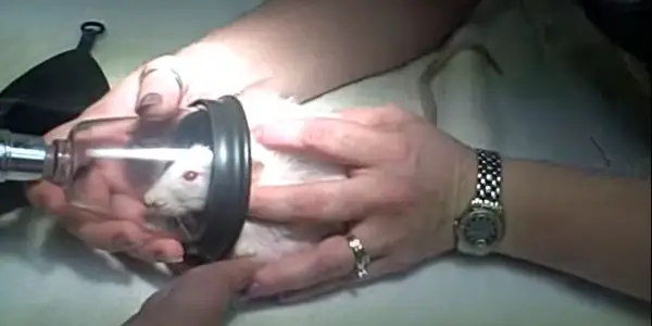 Hamster Euthanization Should You Consider It