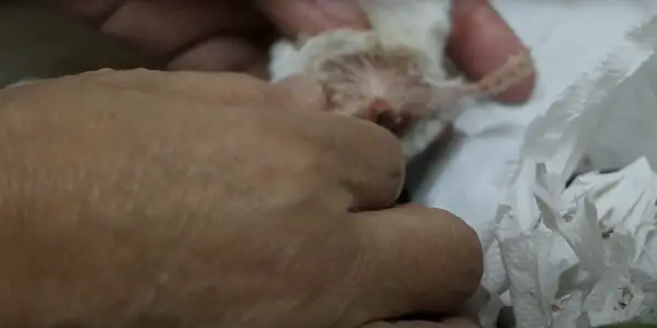 Hamsters Bleeding From Its Bottom