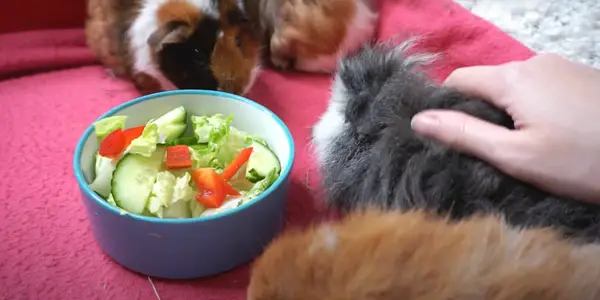 How Do You Pick The Best Guinea Pig Spring Mix