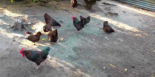 Should You Feed Corn to Your Chicken