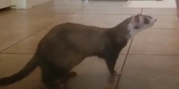 How Long Can a Ferret Live with a Blockage