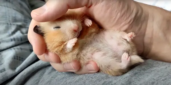 How Long Do Hamsters Spend in Hibernation
