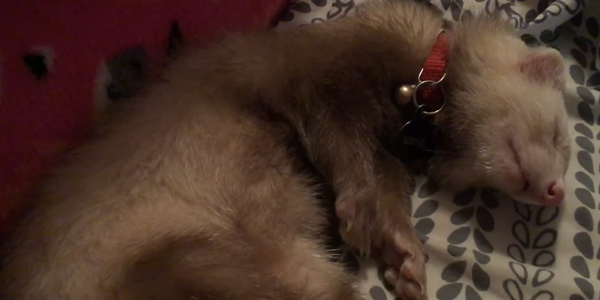 How Much Sleep is Normal for Ferrets