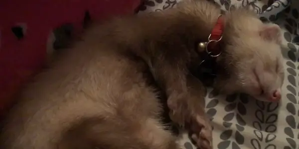 How Much Sleep is Normal for Ferrets