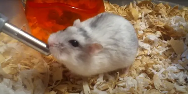 View of Why Does My Hamster Drink So Much Water? [7 Reasons]