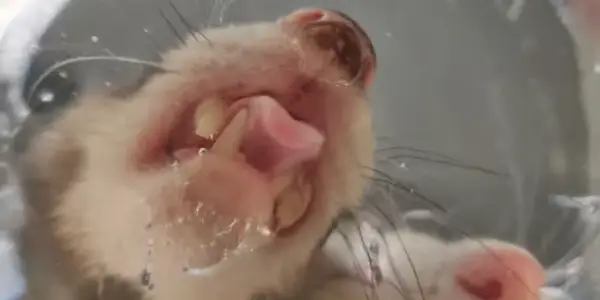 How Much Water is Normal for a Ferret to Drink per Day