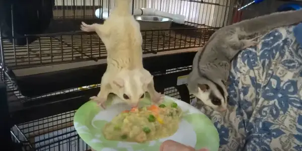 How Should I serve Asparagus to Sugar Gliders