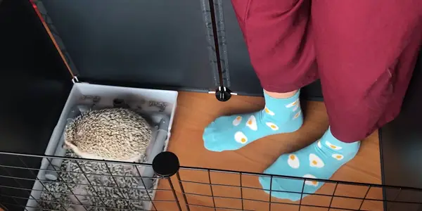 How To Potty Train A Hedgehog