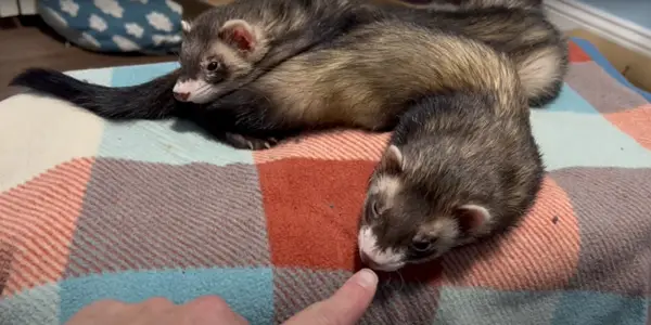 How to Determine How Old a Ferret is