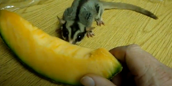 How to Feed Cantaloupe to Sugar Gliders