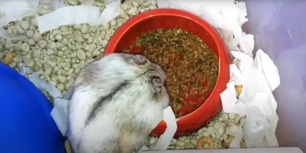How to Feed Chia Seeds to Hamsters