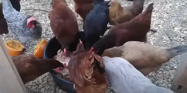 How to Feed Chicken Turkey Meat Properly