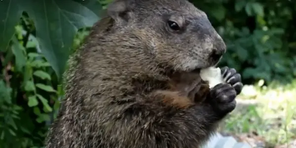 How to Keep Groundhogs from Getting Too Close to Your Chickens