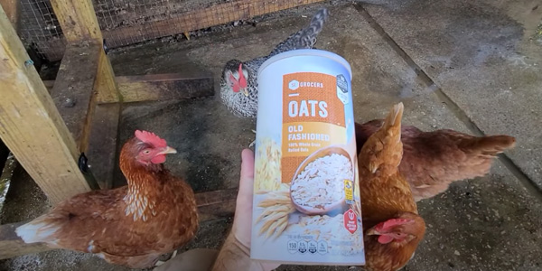 How to Make Oatmeal for Chickens