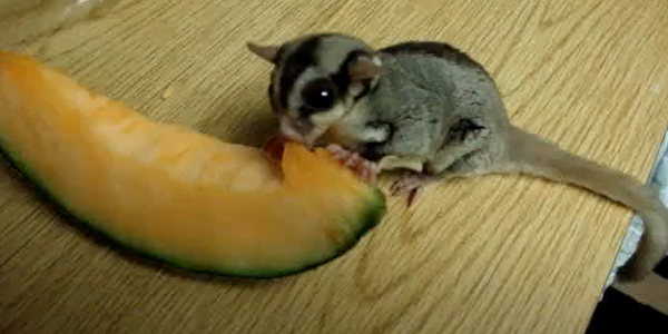 Is Cantaloupe Safe for Sugar Gliders
