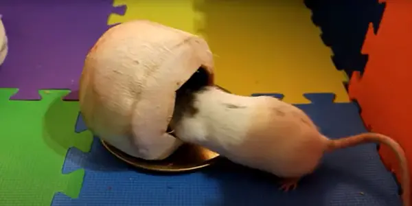 Can Rats Eat Coconut Shocking Truth can-rats-eat-coconut-shocking-truth