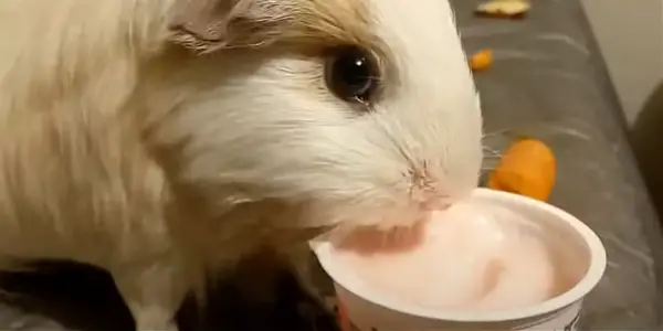 Is Eating Yogurt Beneficial for Guinea Pigs