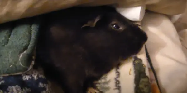 Is Guinea Pig Lying and Twitching Dangerous