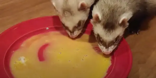 Is It Okay to Feed Raw Eggs to Ferrets