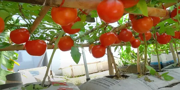 Is It Safe For Sugar Gliders to Eat Tomatoes