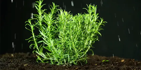 Is It Safe for Rats to Eat Rosemary