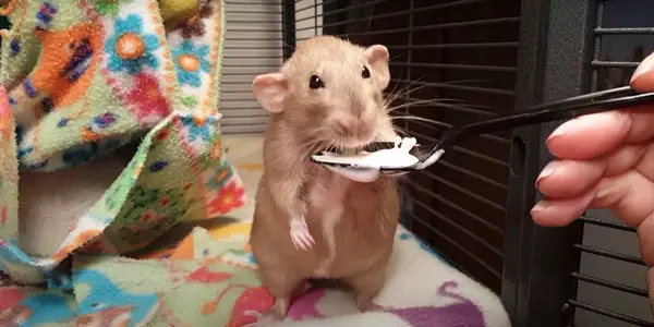 Is it Okay for Rats to Have Yogurt