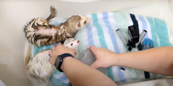 Is it Possible to Bathe Ferrets