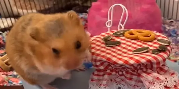 Major After Effects of Pretzels on Hamsters