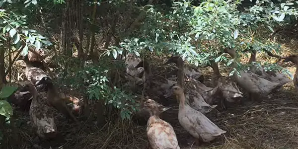Methods to Keep Ducks Cool in Summer