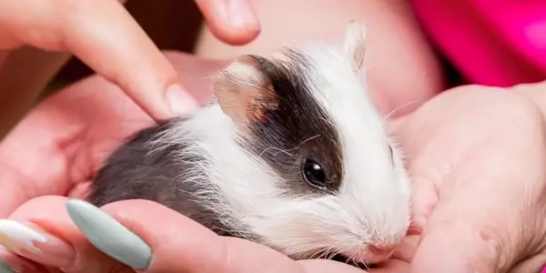 Signs Your Guinea Pig Hates You: [7 Obvious Signs]