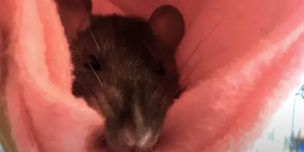 Rats Sleeping with Their Eyes Open