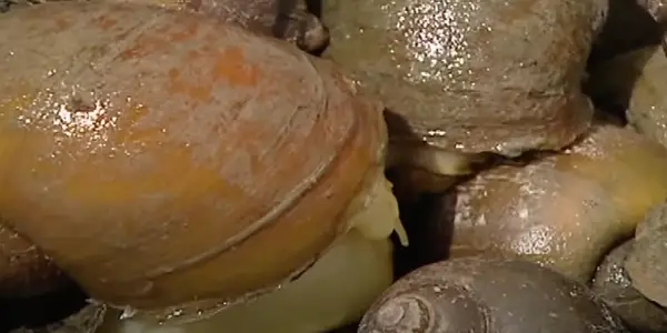 Risks of Ducks Eating Snails