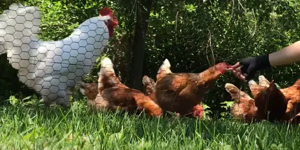 Should You Feed Raspberries to Chickens