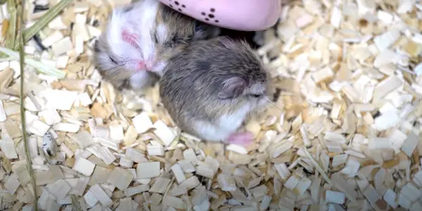 Should You Let Your Hamster Die Naturally
