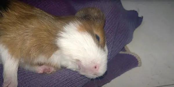Signs of Dead Guinea Pig