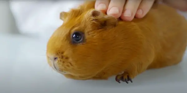 Signs that Your Pet Guinea Pig Hates You