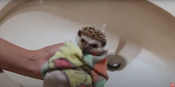 The Entire Bath Process