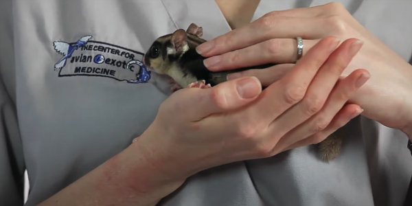 The Size of a Sugar Glider Baby