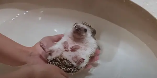 Things Needed To Bathe Hedgehogs