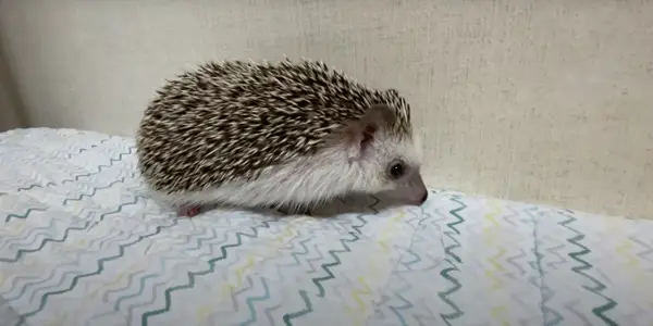 Things to Do When a Hedgehogs Hiss
