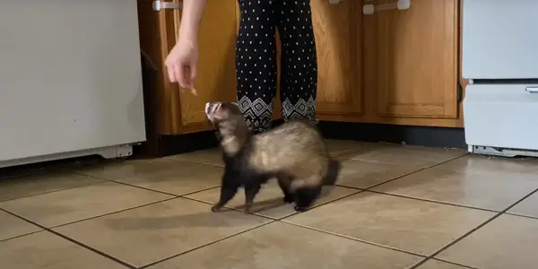 Train Your Ferret to Come When Called